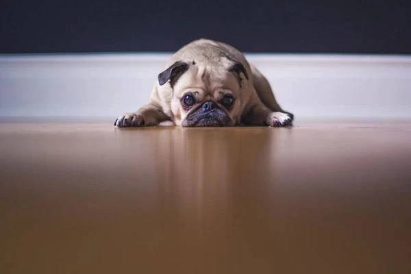 A pug is lying flat on the floor, looking directly at the camera with a forlorn expression.